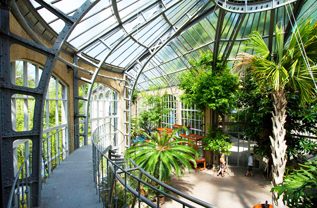 hortus-botanicus-amszterdam